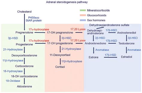 celine germain|Effect of larval rearing temperature on steroidogenesis pathway .